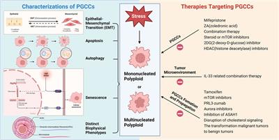 Polyploid giant cancer cells: origin, possible pathways of formation, characteristics, and mechanisms of regulation